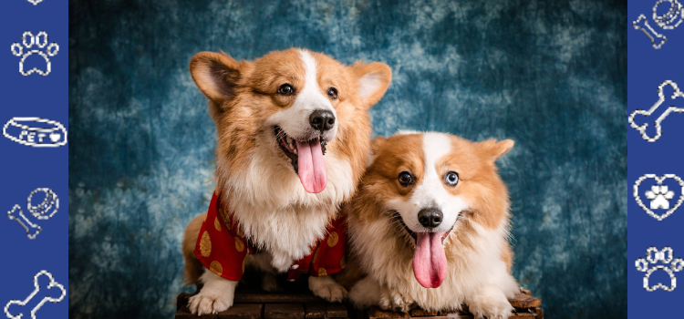 How PetCerts.com Supports Modern Pet Owners: Affordable & Legal Cheap ESAs