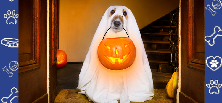 Halloween Safety Tips for ESA Owners | PetCerts 2025