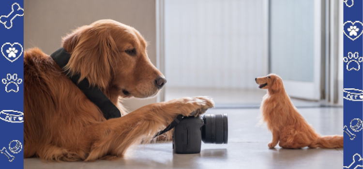 Fun Indoor Activities to Keep Your Emotional Support Animal Entertained