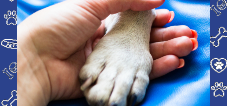 How to Keep Your Dog or Cat Cool in the Oklahoma Heat