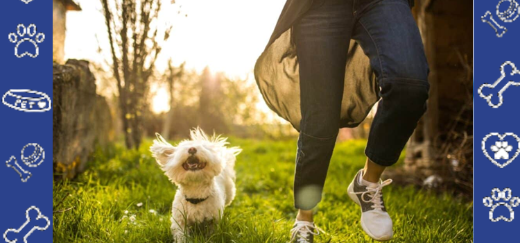 Health Benefits of Pets & Affordable ESA Letters for Montana Colleges