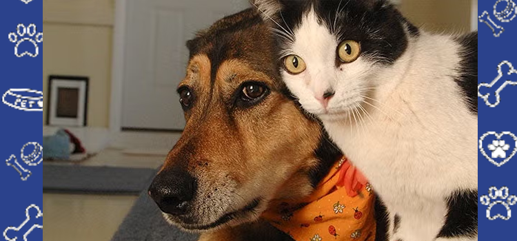 Dogs vs. Cats: Which Emotional Support Animal Fits Your Lifestyle?