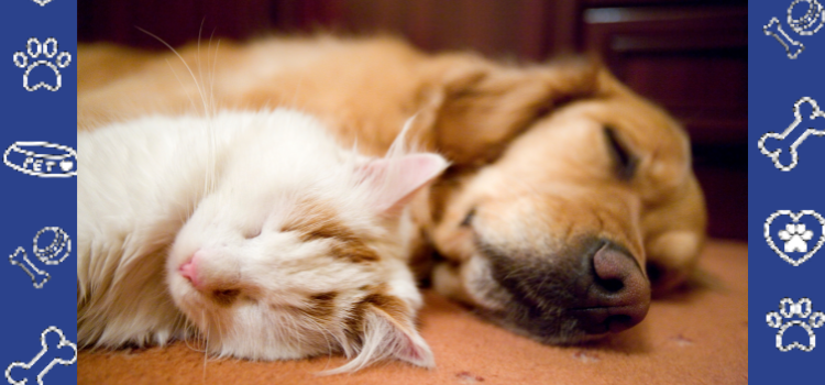 Finding Home with Fur: How to Get an ESA Letter for Housing in Minnesota