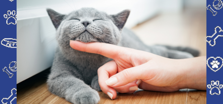 How to Move with Your Cat in Utah – Stress-Free Tips