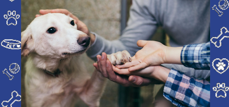 From Shelter to Support: Adopting Pets That Become ESAs