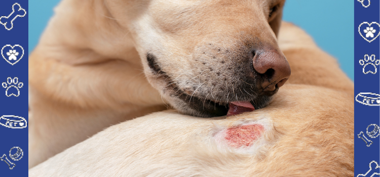 When Your Pet Gets Hurt: Tips for Managing Minor Wounds at Home