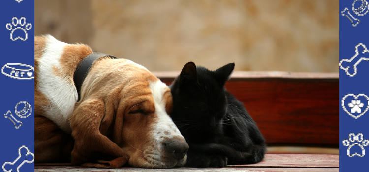 Why Nebraska Is a Great Place to Raise a Dog: Top Dog-Friendly Neighborhoods