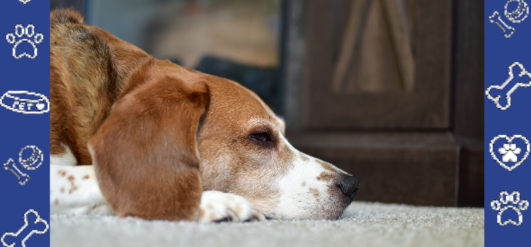 10 Must-Know Tips for a Safe and Fun Camping Trip with Your Pet