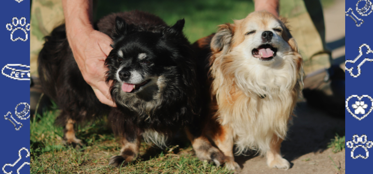 10 Best Dog Parks in Seattle and Beyond