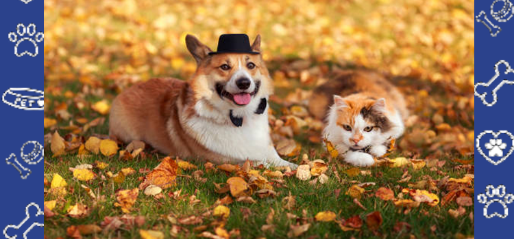 Fall Self-Care with Your Emotional Support Animal
