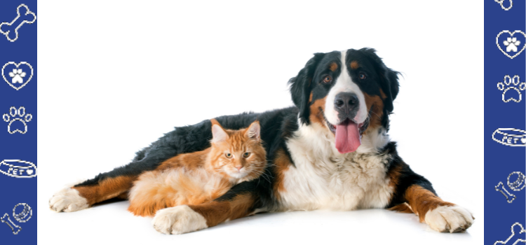 The Different Types of Emotional Support Animal and Their Roles by PetCerts.com