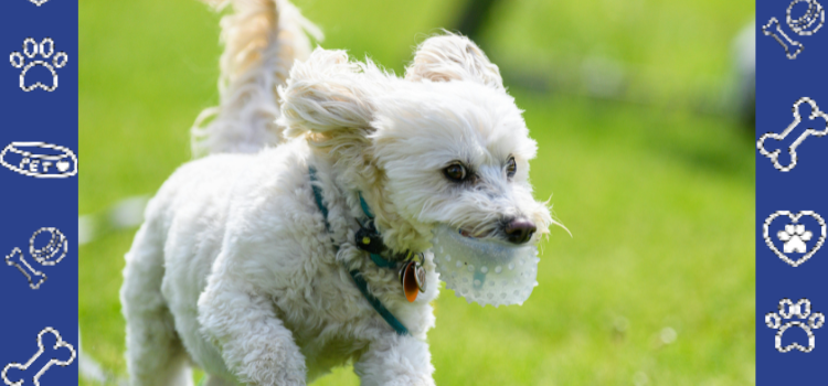 Why Mental Health Awareness Includes Support Animals 2026