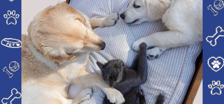 Home Is Where the Pet Is: Your Legal Rights with an ESA in Kentucky