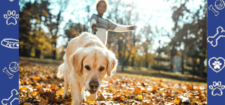 Why Fall Is the Perfect Time to Get Your ESA Letter | PetCerts.com