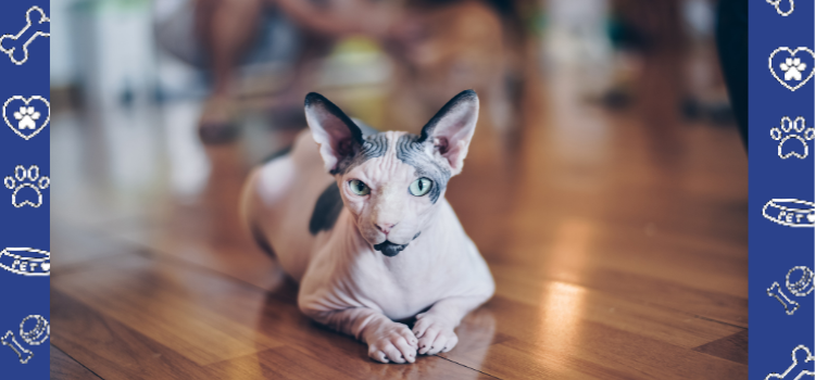 Sphynx Cats: The Purrfect Emotional Support Companion