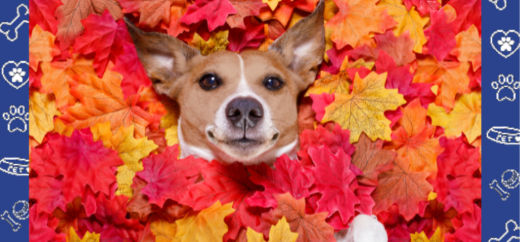 Embracing the October Season: Your Emotional Support Animal (ESA) and Renewal Tips with PetCerts.com