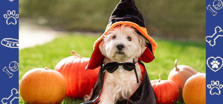 Spooky Season Comfort: How Emotional Support Animals Help Ease Halloween Anxiety