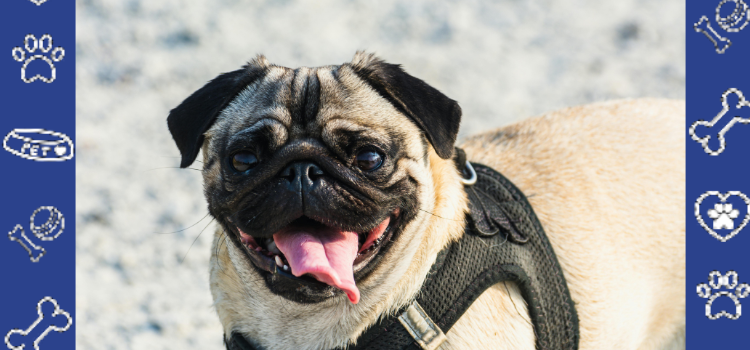Do ESA Dogs Need Special Training for Housing? | Your Guide to Hassle-Free Living Cheap ESA Letter