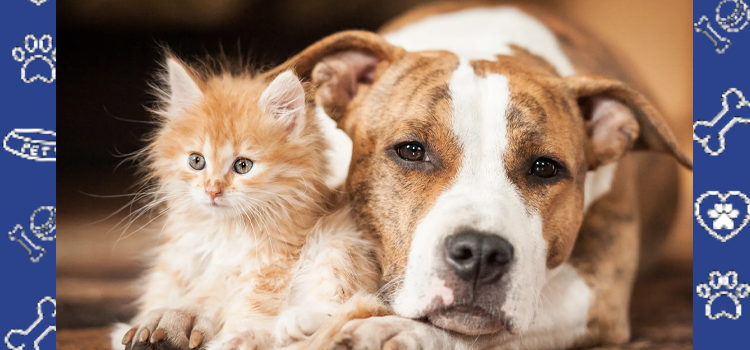 A Student’s Guide to Emotional Support Animals at California State University, East Bay (CSUEB)