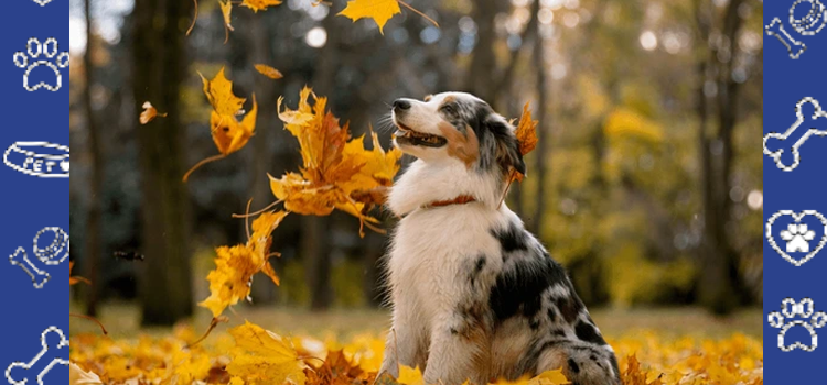 Fall Pet Care Tips: Keeping Your Emotional Support Animal Healthy and Happy