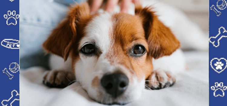 Can My Landlord Charge Me a Pet Fee for My ESA in California?