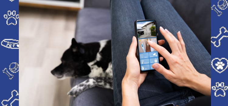 How CCTV Can Help You Monitor Your Pet’s Health and Wellbeing