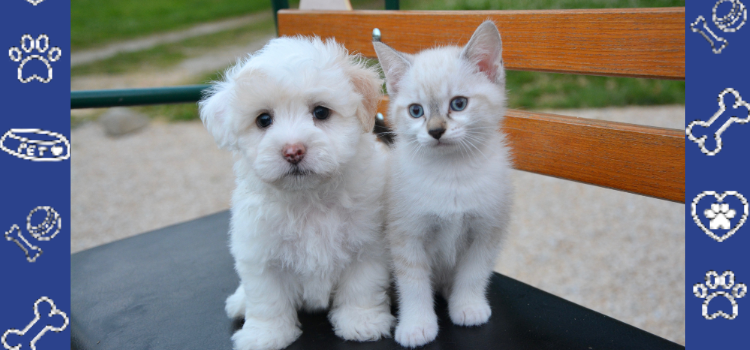 Cheap ESA Letter Online 2026: Puppy Training & Housing Rights