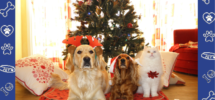 How to Train Your Pets Not to Wreck the Christmas Tree: A Guide for a Stress-Free Holiday Season