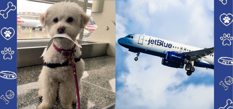 Jetblue dogs best sale