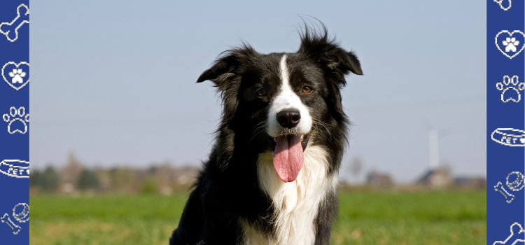 Border Collies as Psychiatric Service Dogs: Intelligence Meets Compassion