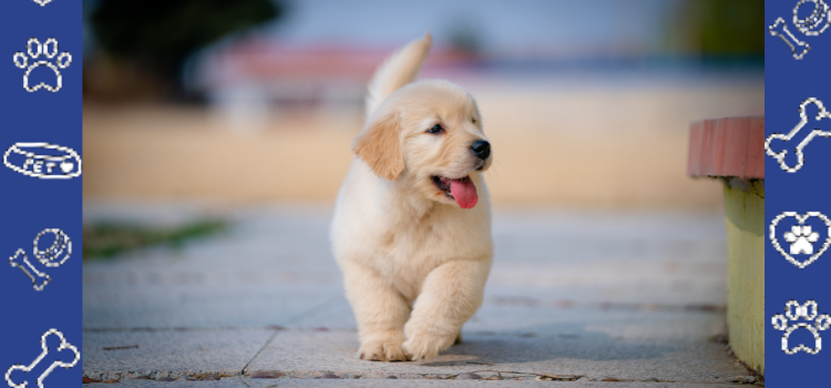 PetCerts.com ESA Letters for First-Time Renters: Fast, Easy & Money-Back Guarantee!