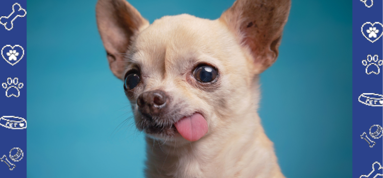 Can Chihuahuas Be Emotional Support Animals? The Tiny Terrors with a Heart of Gold