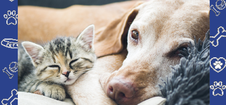 Service Dog Letters Online in 2026: What Documentation Is Actually Required (and What’s a Myth)
