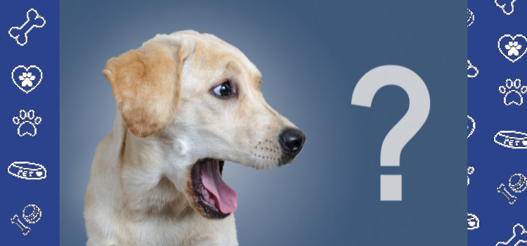 Pawsitive Living Can You Have Multiple Emotional Support Animals In 