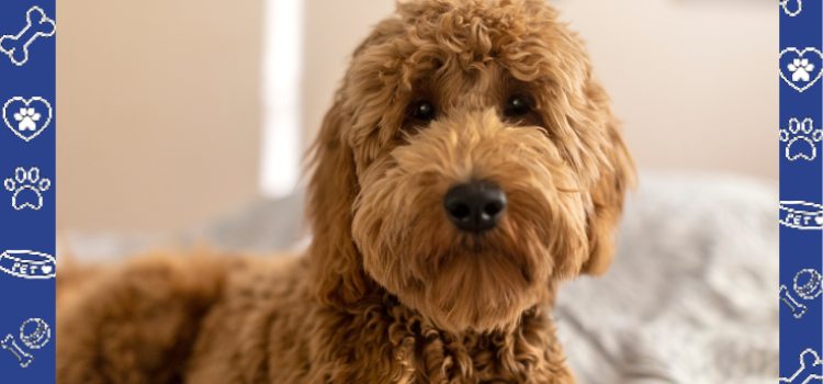 Why Goldendoodles Make Great Emotional Support Animals and How PetCerts.com Can Help You Secure a Housing Letter