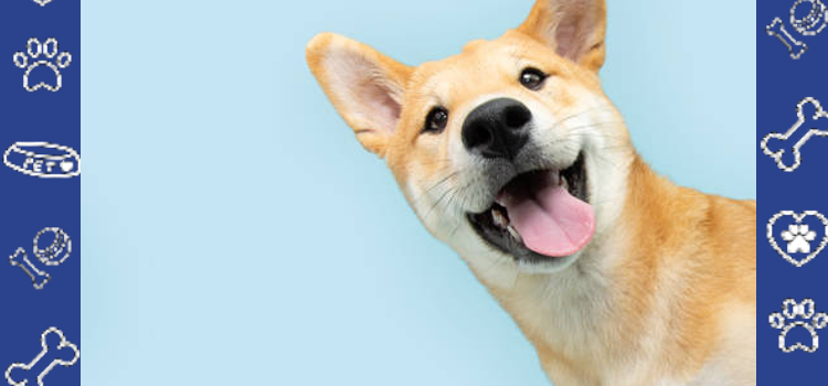 Emotional Support Animals and Seasonal Depression: How ESAs Help During Spring Transitions