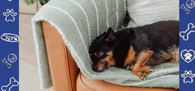 Affordable ESA Housing Letters: A Complete Renter’s Guide | PetCerts