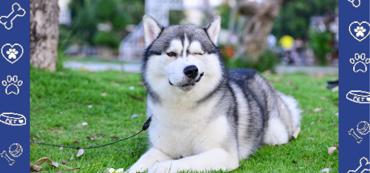 Getting a Husky as an Emotional Support Animal (ESA) in Ohio: What You Need to Know