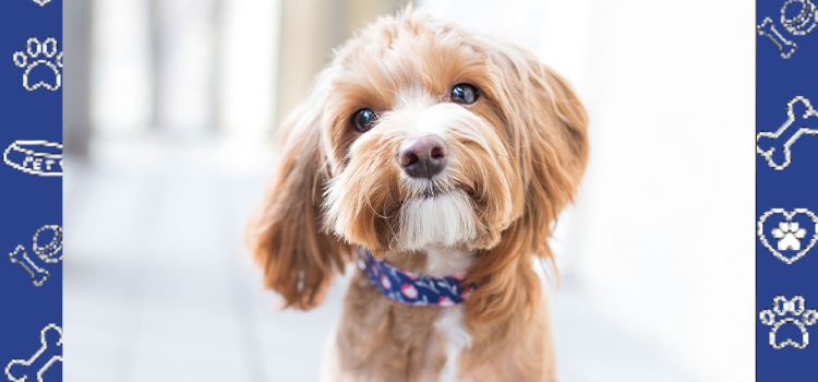 Louisiana Colleges & Universities That Support Emotional Support Animals (ESAs) — What You Should Know 🐾