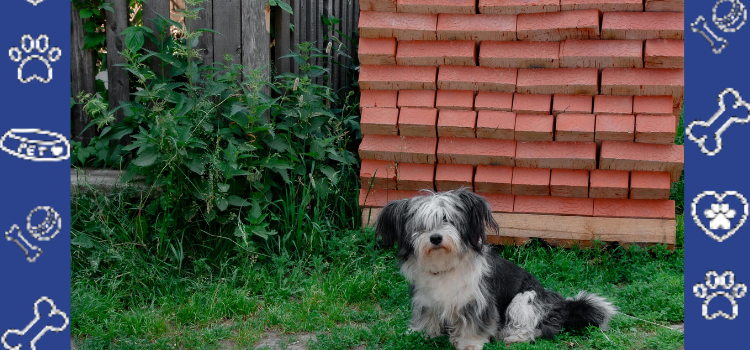 Are Purebred Dogs Overpriced? Get a Cheap ESA Letter Online (2026)