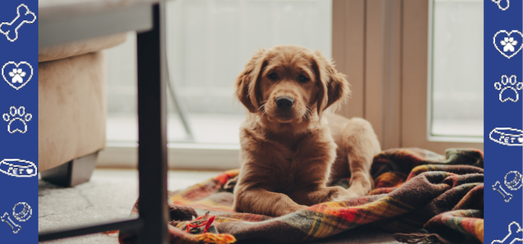 The Importance of Positive Reinforcement in ESA Puppy Training