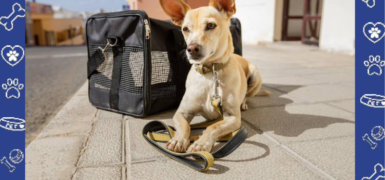 Top Airlines That Accept Psychiatric Service Dogs: A Comprehensive Guide