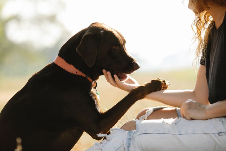A person comforting their emotional support dog on a couch in a modern apartment, symbolizing housing rights after lease signing.