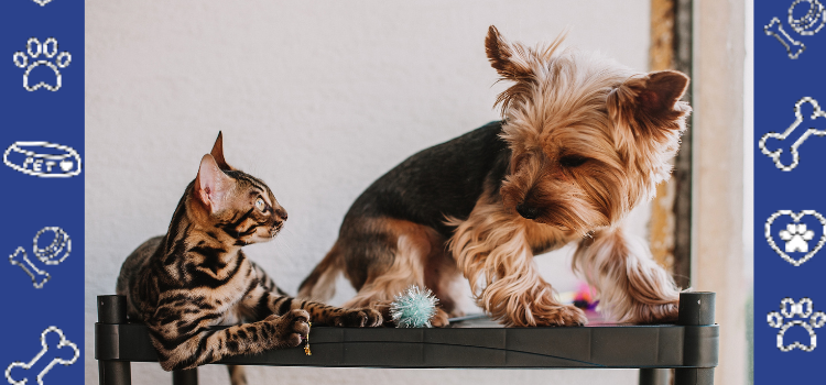 What Counts as Legal ESA Documents? A Renter’s Guide | PetCerts