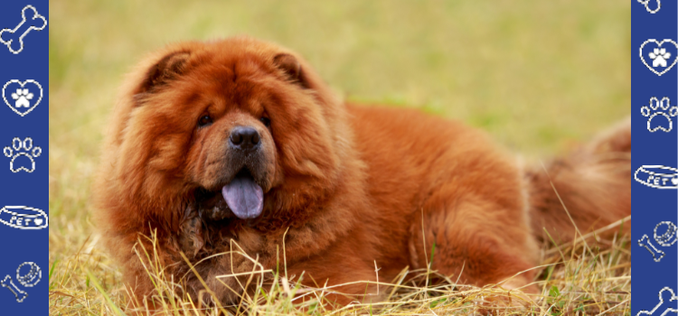 Chow chow therapy dog best sale