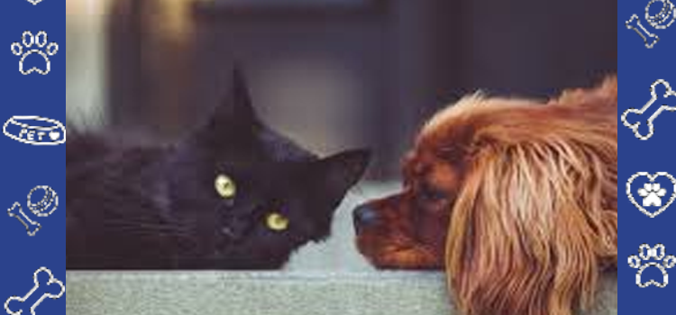 How Renters Avoid Pet Fees With ESA Letters in 2026 (What Landlords Must Allow)
