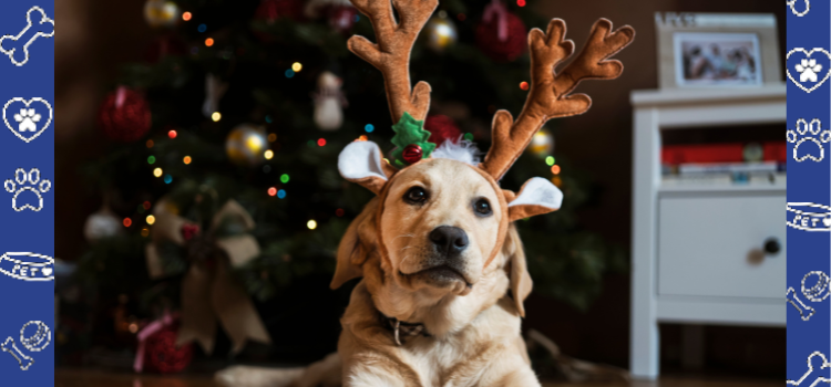 Why December is the Perfect Time to Obtain an ESA Housing Letter with PetCerts.com