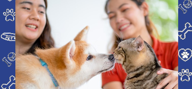 Support Animals at Boise State University: A Guide for Students