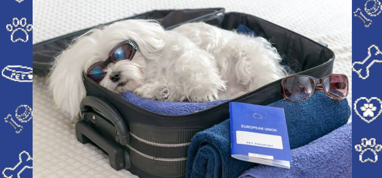 Preparing for the Holidays: How ESA and PSD Letters Can Make Family Travel Less Stressful in 2025