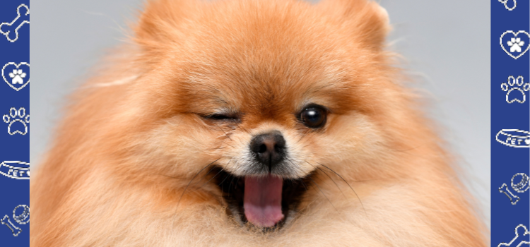 Pomeranian: The Perfect Emotional Support Animal (ESA)